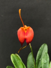 Masdevallia Spitfire